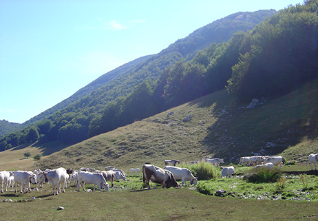 Pascolo Paesaggio Naturale O Antropico