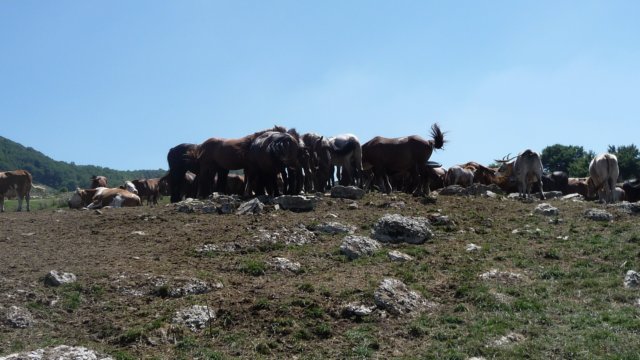 p1060861.jpg