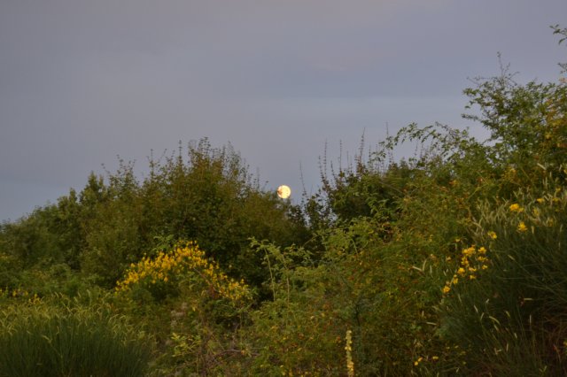 dsc_4071.jpg