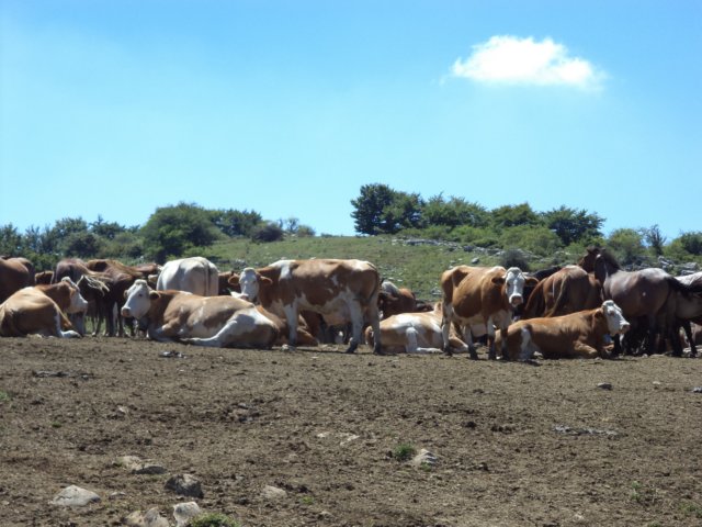 dsc00447.jpg