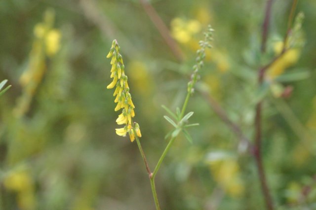 img_7368.jpg