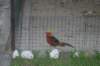 img_7585_small.jpg
