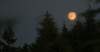 img_835402_small.jpg