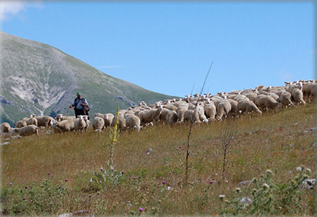 Nasce la Scuola Nazionale di Pastorizia