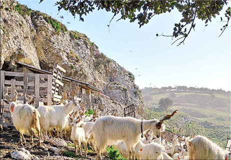 Pascolo: paesaggio naturale o antropico?