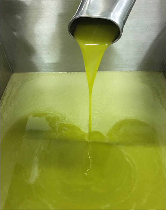 L’Olio Evo Molisano
