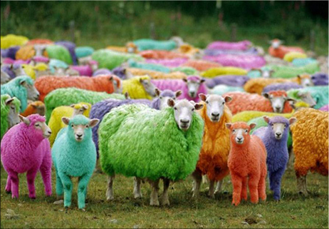 Le pecore colorate!