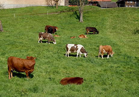 Permacultura e animali