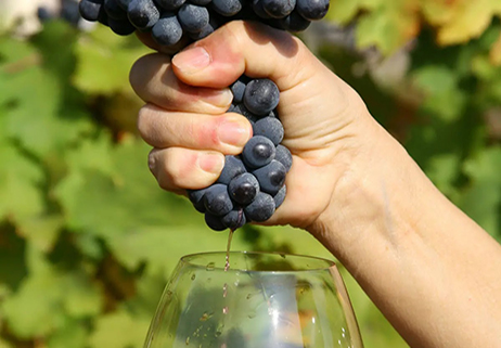 Un premio al vino