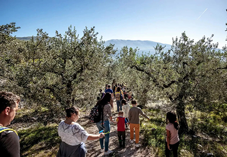 “Camminata tra gli Olivi”