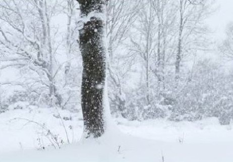 In principio era il bosco e il bosco si fece campi e villaggi