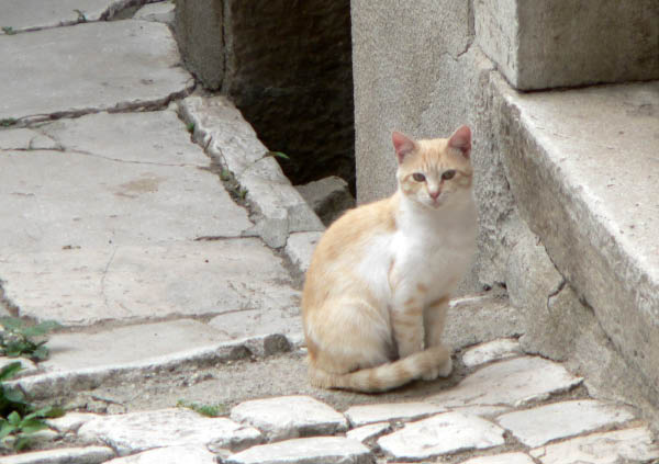 Cam.Molise 2010 (40)