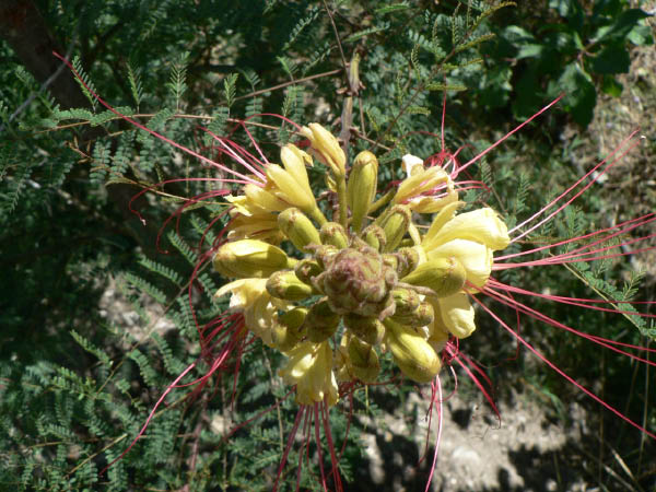 Cam.Molise 2010 (559)
