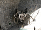 Cam.Molise 2010 (537)