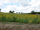 DSCN9191