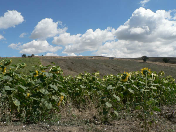 Cam.Molise 2010 (429)