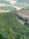 Cam.Molise 2010 (415)