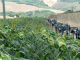 Cam.Molise 2010 (416)
