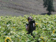 Cam.Molise 2010 (426)