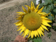 Cam.Molise 2010 (427)