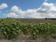 Cam.Molise 2010 (429)