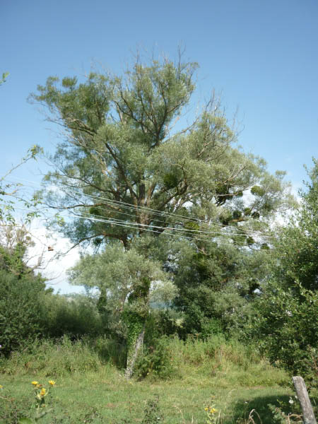 P1000584