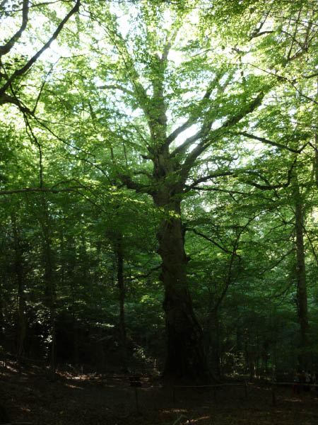 P1000601