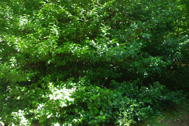 imgp0105.jpg