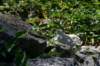 tappa096_small.jpg