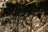 tappa052_small.jpg