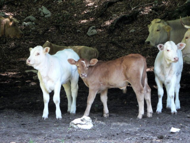 cammina2011fotobyzerbesi130.jpg