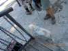 dscn3983_small.jpg