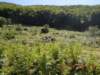 dscn4017_small.jpg